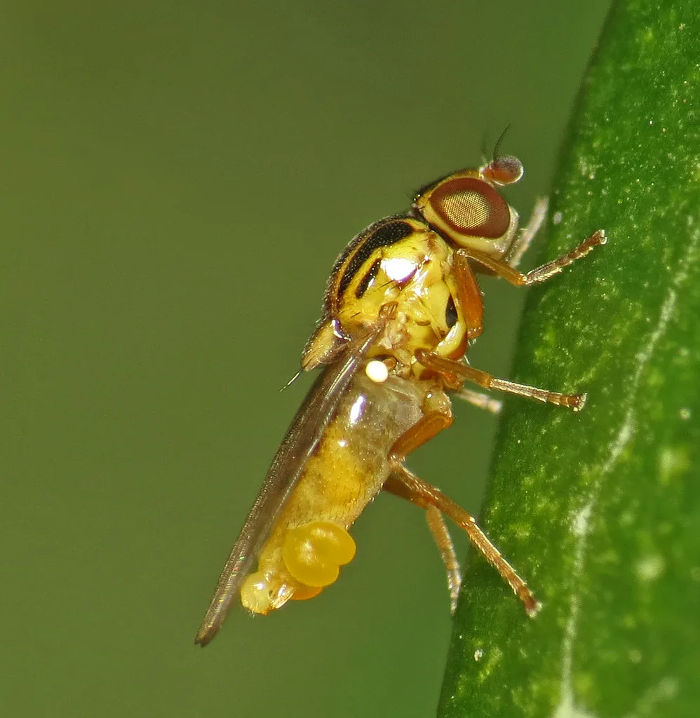 Хищные мухи рода Thaumatomyia Z.
