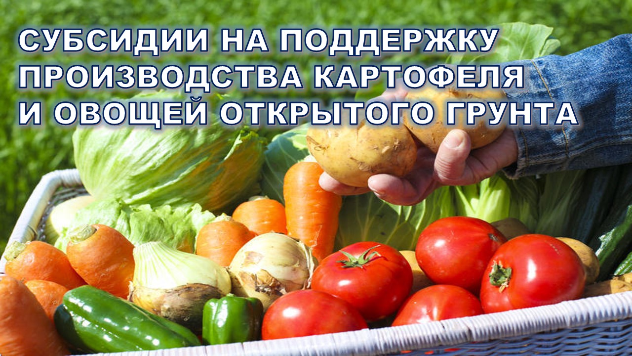 О проведении отбора получателей субсидий на поддержку производства картофеля и овощей открытого грунта