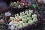 IMG_7097.JPG